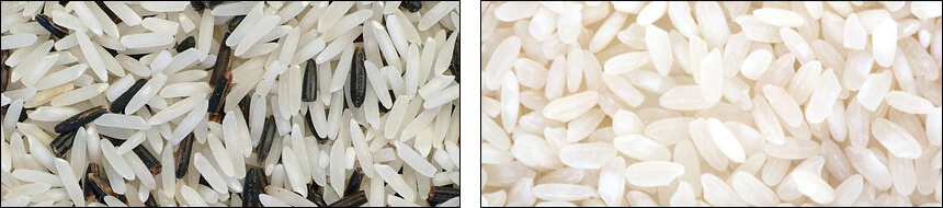 재스민 쌀과 자포니카 쌀 모양