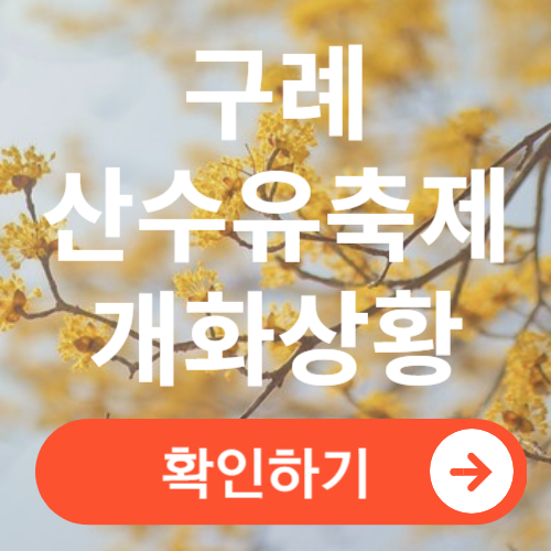 구례 산수유축제