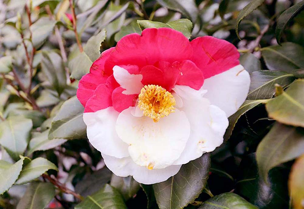 돌연변이 동백꽃