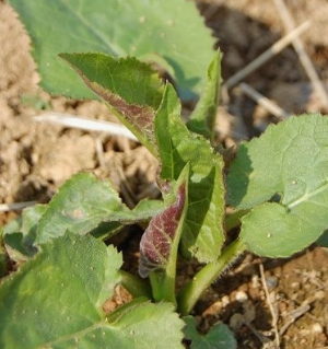 취나물 효능 부작용 칼로리 고르는법