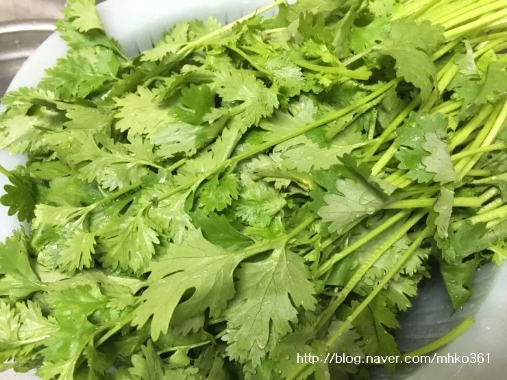 고수 나물 요리 재배 먹는법 무침 김치 만드는 법_7