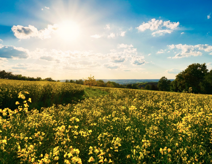2025 구리 유채꽃축제