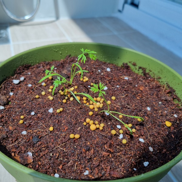 다이소_미니당근