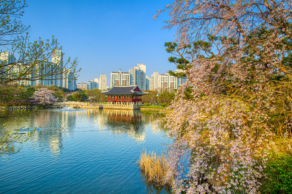 분당중앙공원 벚꽃 - 12