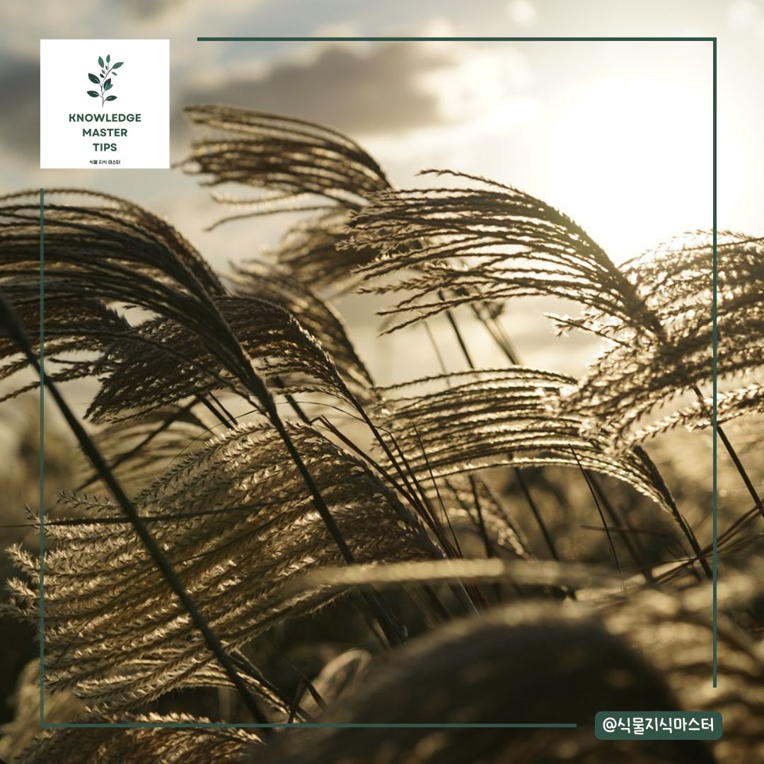 억새군락의 생태환경