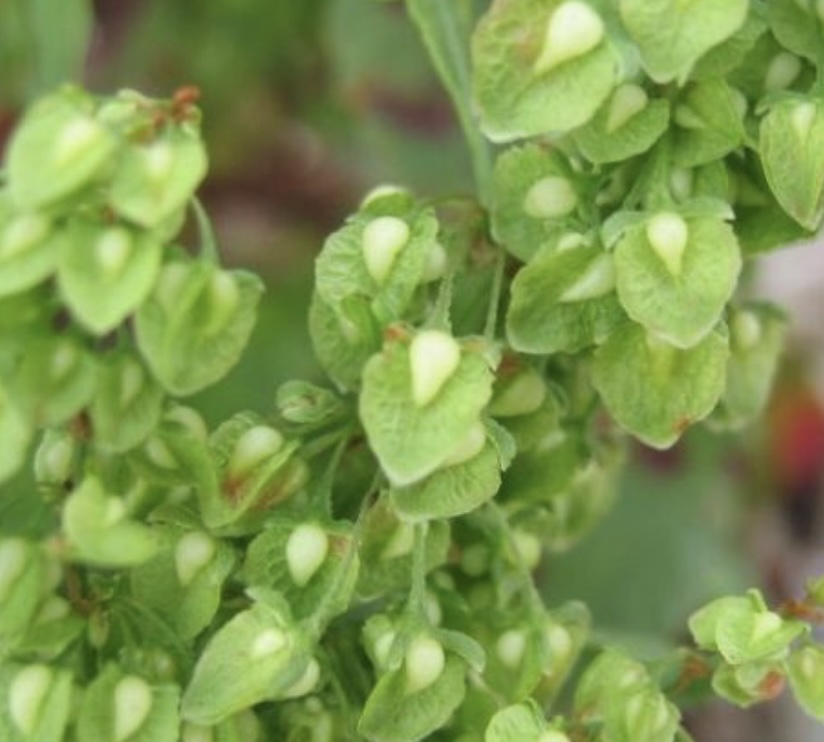 소리쟁이 효능: 전통 약초의 놀라운 건강 비밀