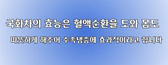 국화차의 효능은 혈액순환을 도와 몸도 따뜻하게 해주어 수족냉증에 효과적이라고 합니다