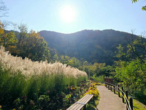 초여름 숲속 산책 명소 BEST 7, 초록 터널 걷기 좋은 힐링 여행지