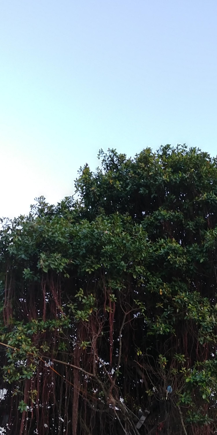 베트남 다낭 호이안 야시장 오래된 나무