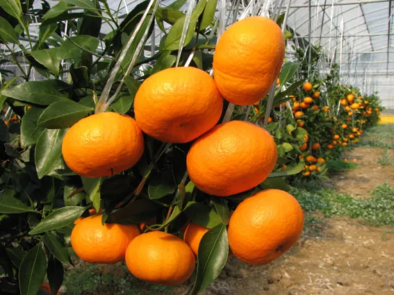 레드향 재배 착과 조절 잎 관리 하우스 온도_3