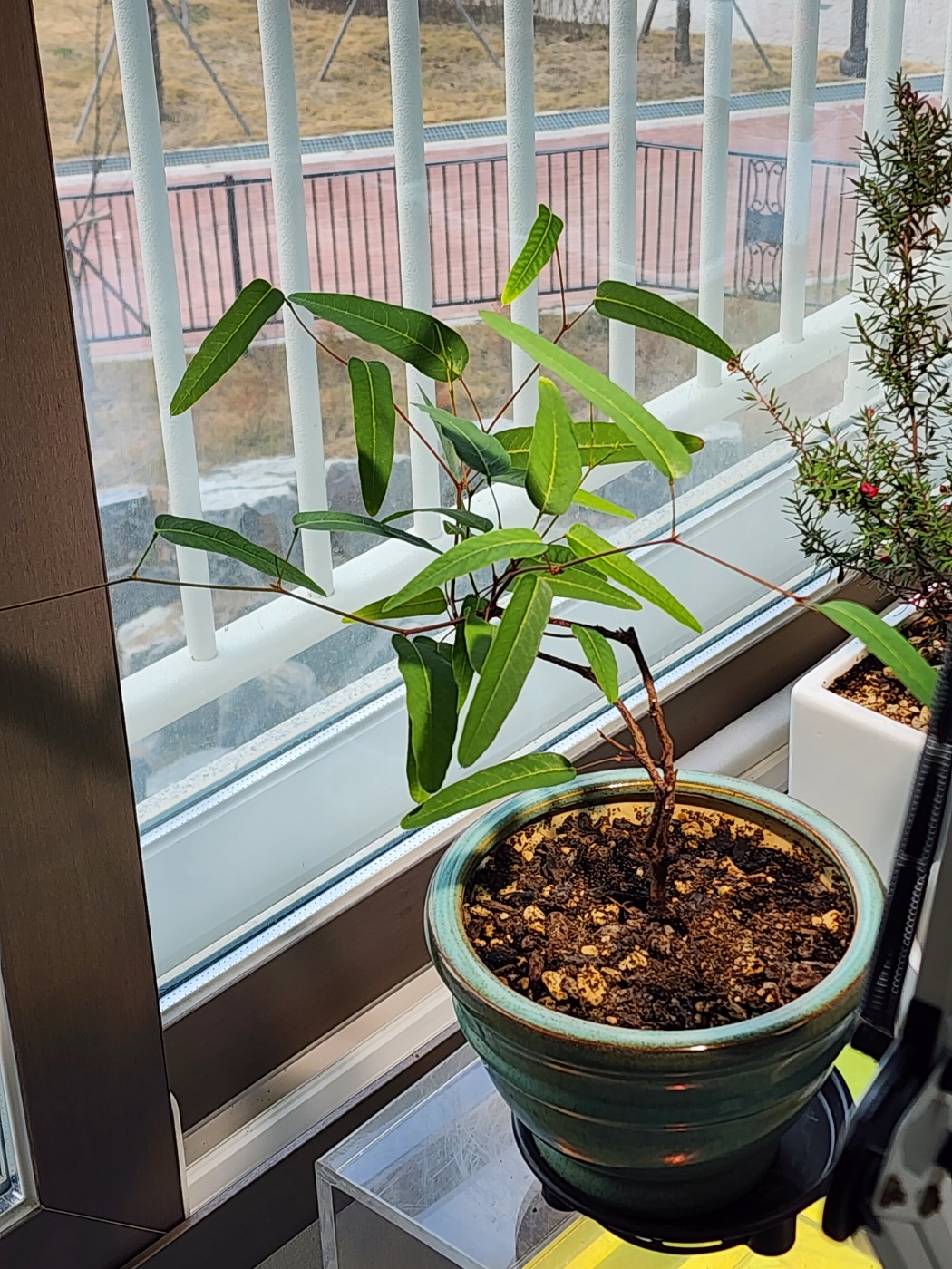 현재 보라싸리모습