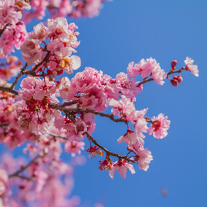 2025 대한민국 벚꽃 개화 시기 총정리! 지역별 명소 & 축제 일정