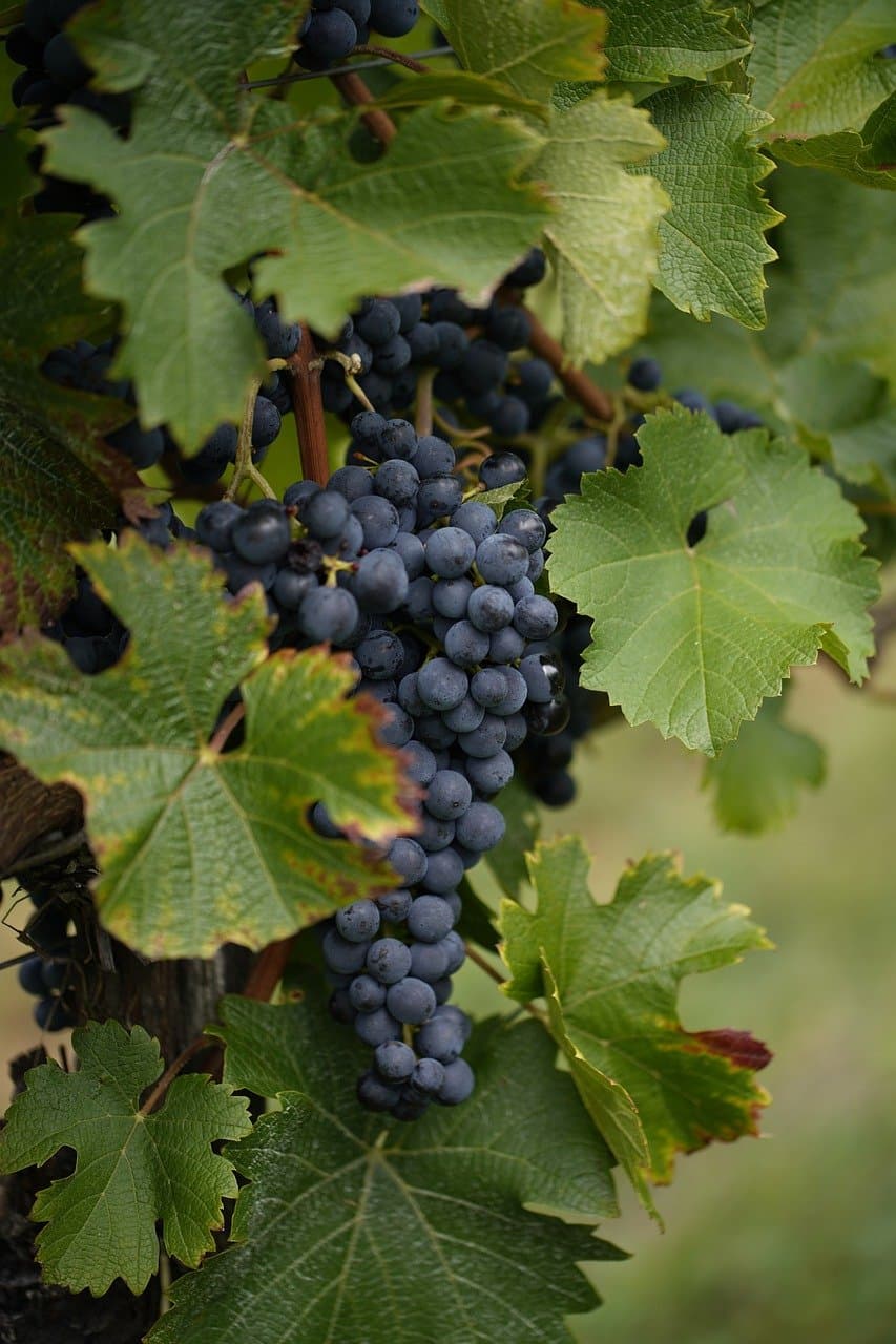 도시 생활과 농업의 융합, 그 새로운 가능성