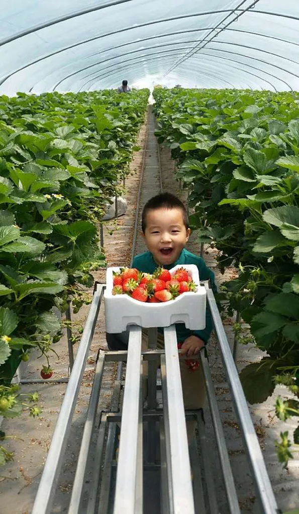 하가네 딸기체험농장