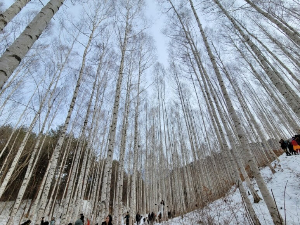 인제 자작나무숲