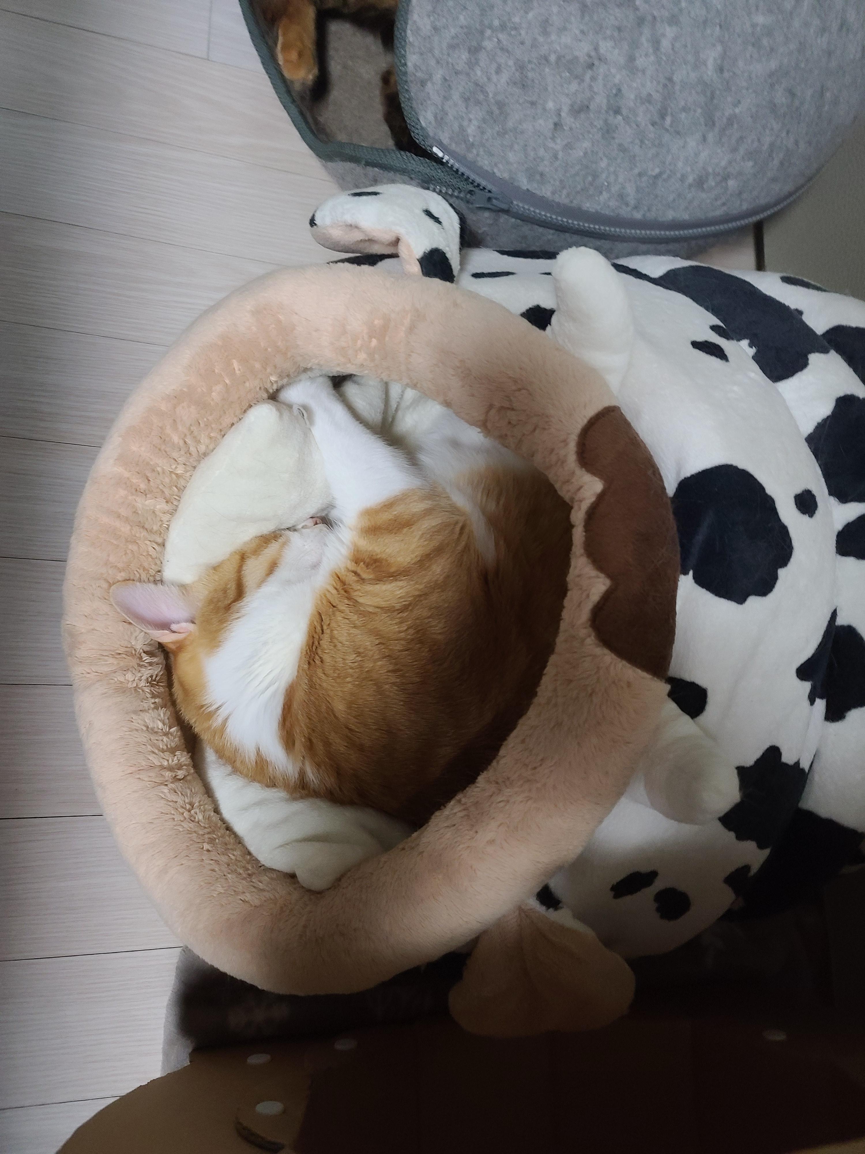 크리스마스에 고양이들은 뭘할까?