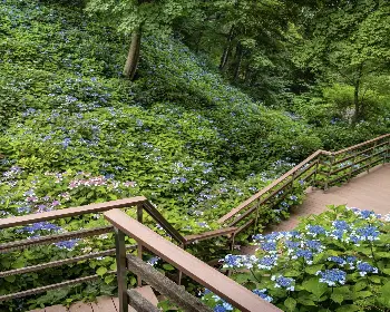 화담숲 예약_18