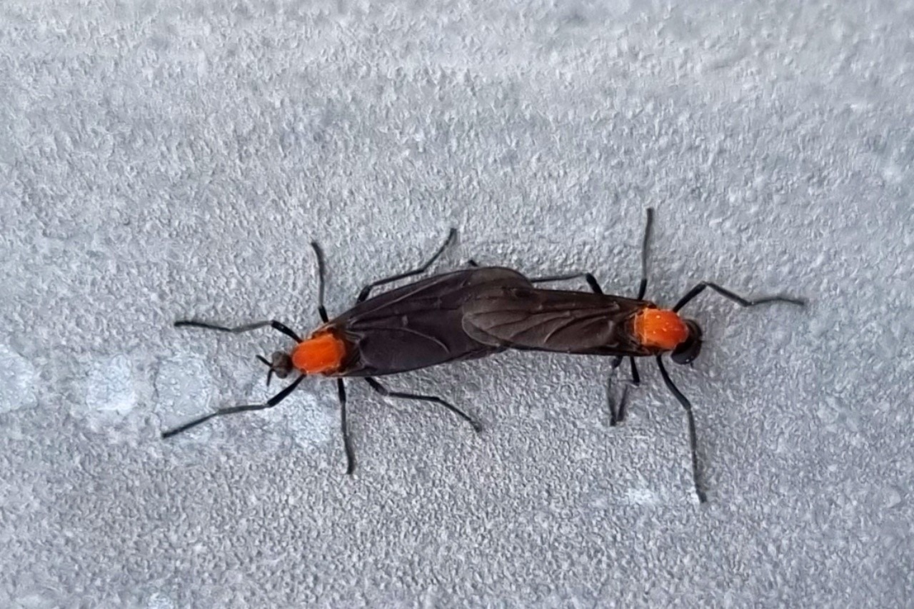 문앞 러브버그&amp;#44; 간단하게 쫓는 법-모양새