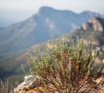루이보스차의 효능