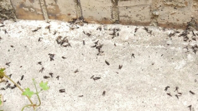 러브버그 퇴치방법, 효과적인 제거&middot;예방 공식 가이드