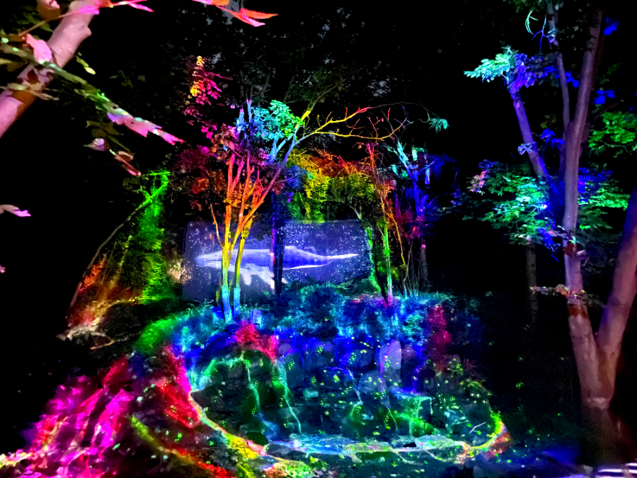 숲 속의 오케스트라