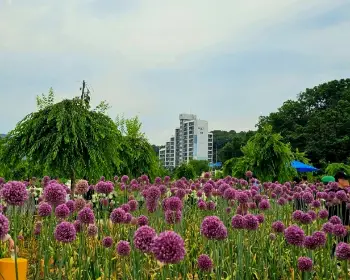 공주 수국축제 유구색동 수국 정원 꽃축제_31