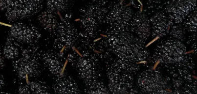 오디 관련 사진