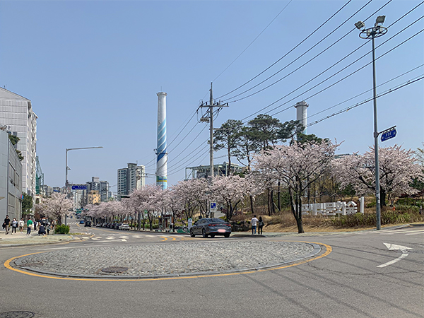 합정동 벚꽃로드 사진9