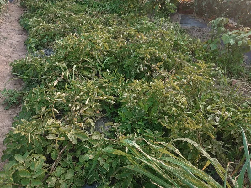 감자 수확시기 지역별 차이와 재배 팁_8