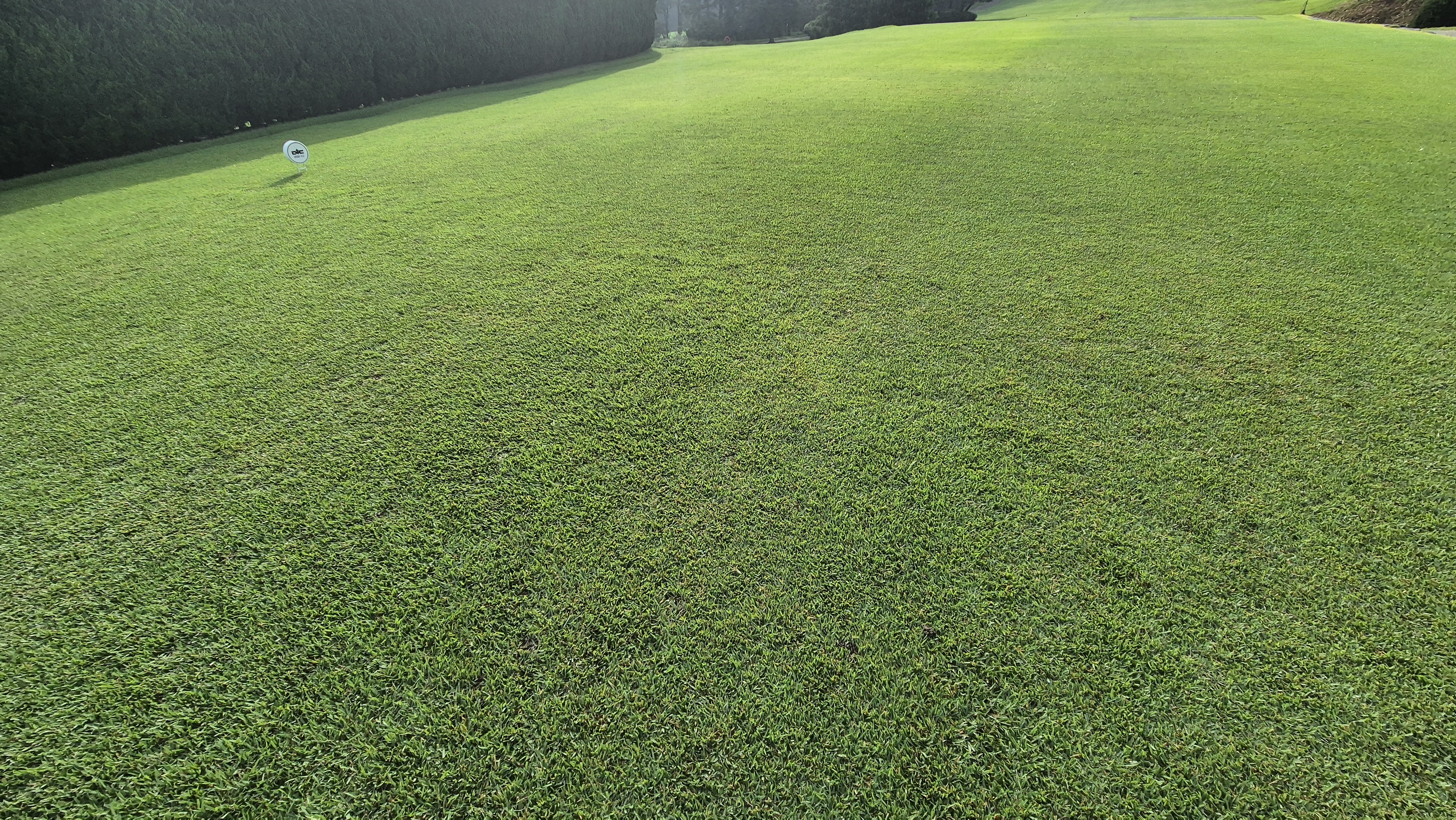 도고cc 티잉구역상태