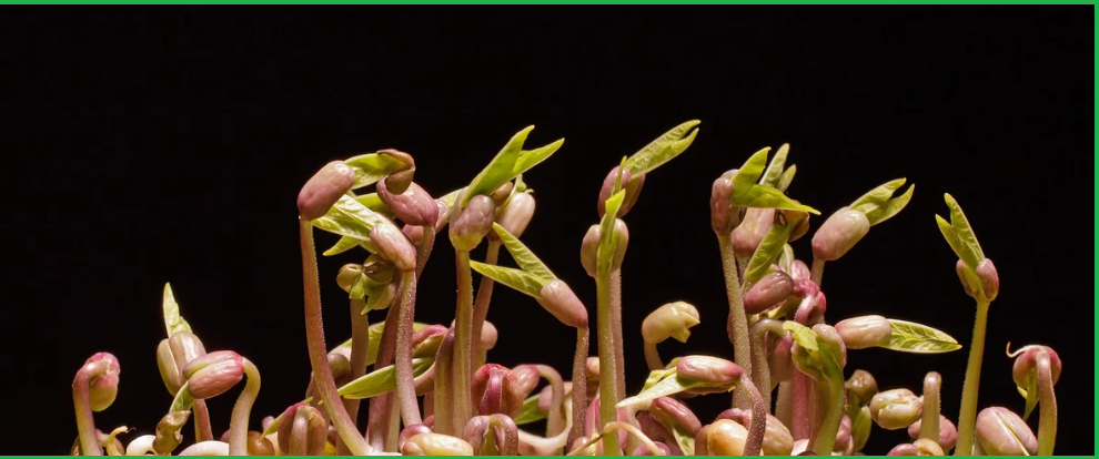 탈모에-좋은-음식-식물성-단백질