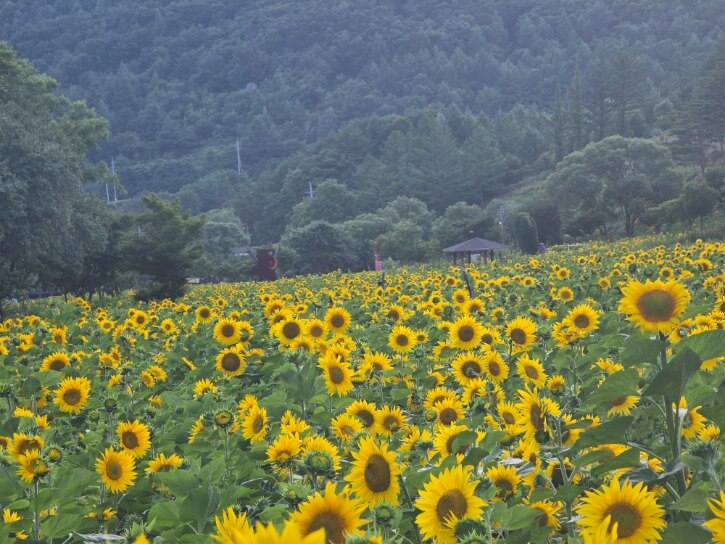 태백 해바라기 축제
