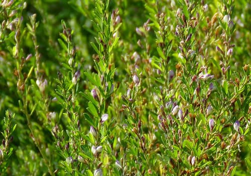 야관문 효소 담그는 법