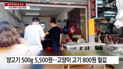 양꼬치에 양 대신 고양이 고기 뉴스 기사 이미지