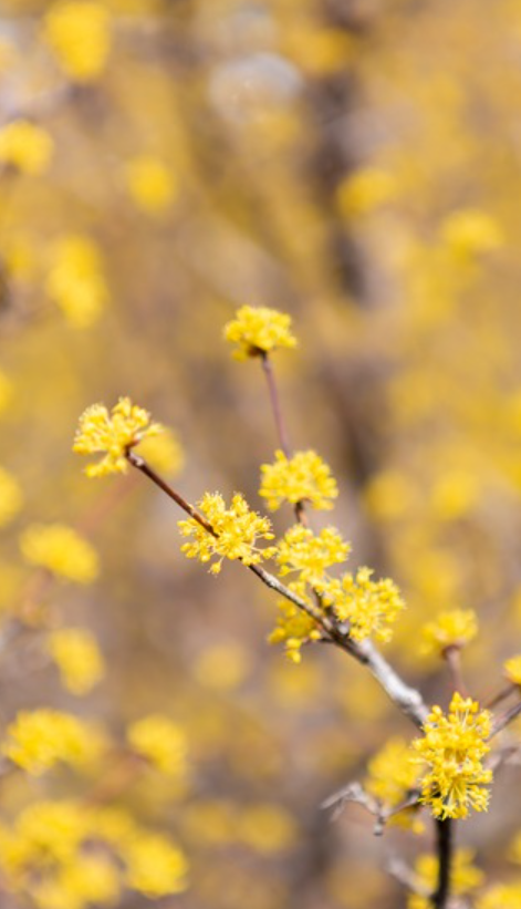 의성 산수유 축제