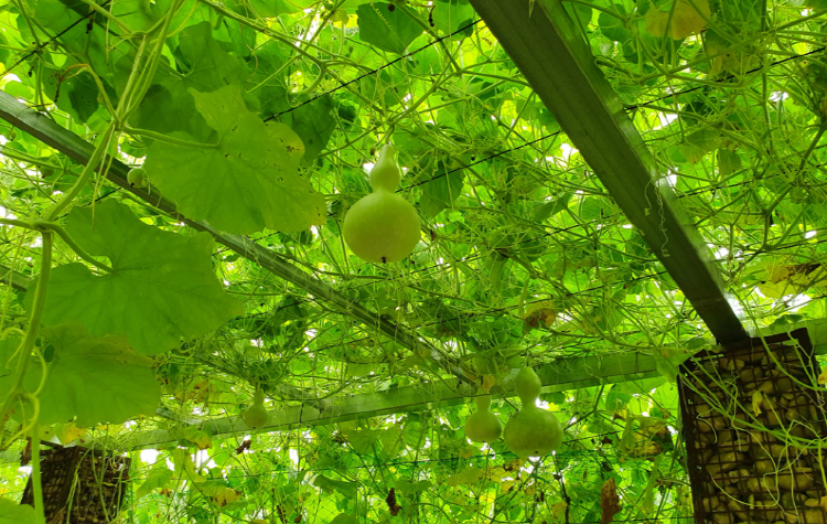 백두대간 수목원