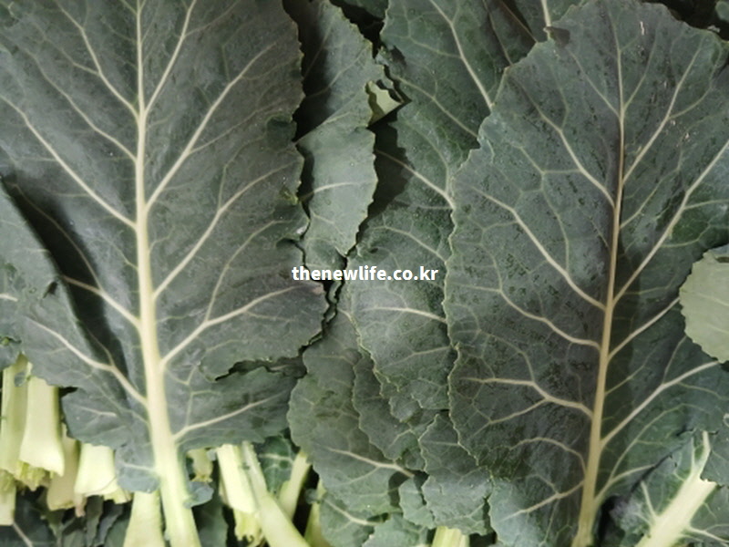 자외선으로 손상된 피부를 진정시키고 속부터 차오르는 광채를 되찾아주는 신선한 케일 잎 실물 사진