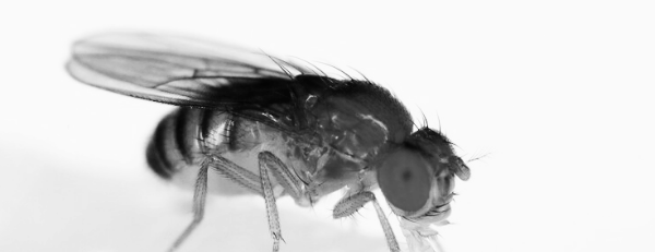 초파리 없애는 방법: 침입 경로 차단