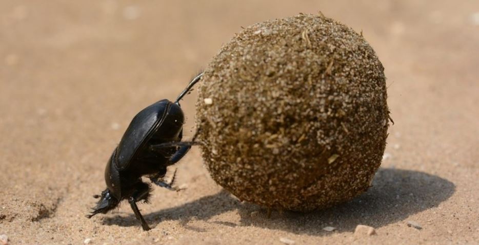 소똥구리의 생태학적 중요성 영양분 재활용.