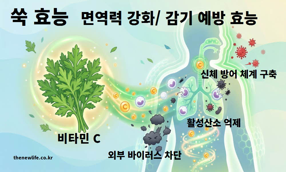 쑥 효능 면역력 강화 감기 예방