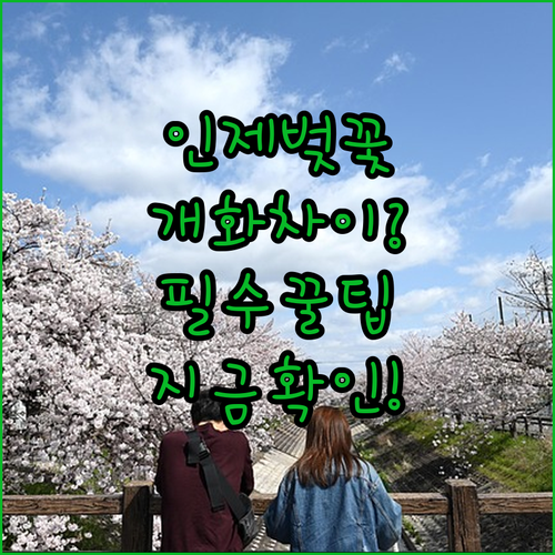 강원도 인제 지역별 벚꽃 개화 차이 ..