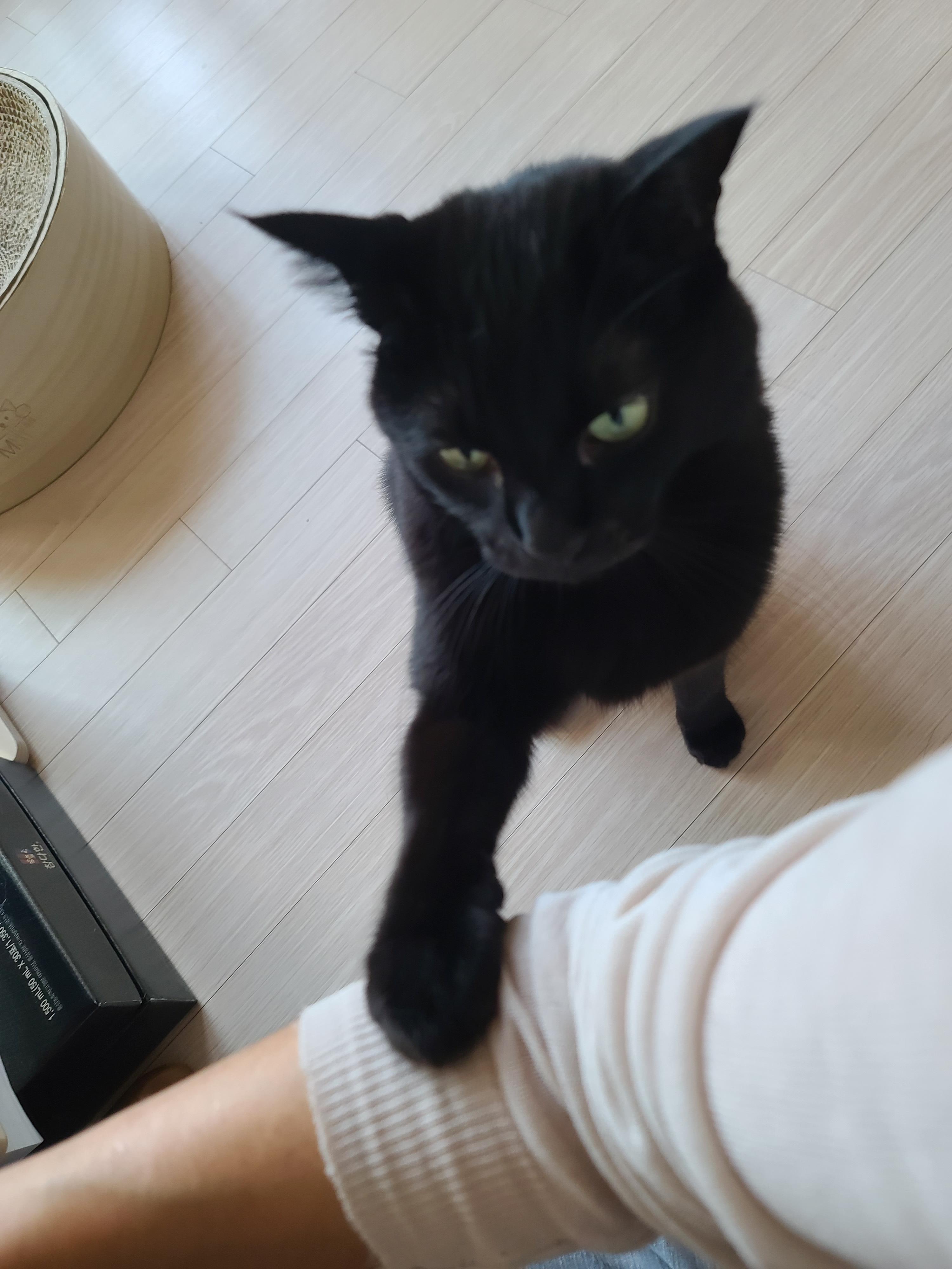 엄마껌딱지 고양이를 무시했더니..