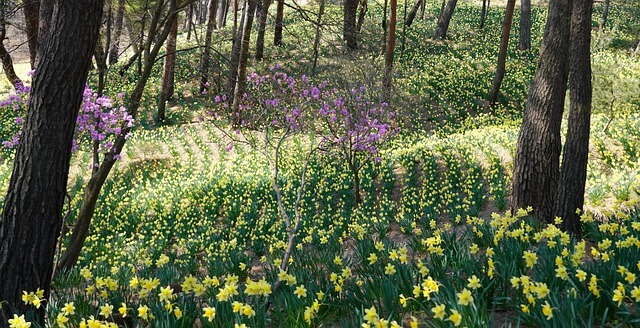 2024 자라섬 꽃 페스타