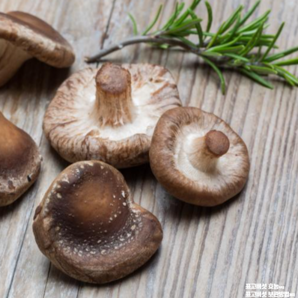 표고버섯 효능│표고버섯 보관방법 