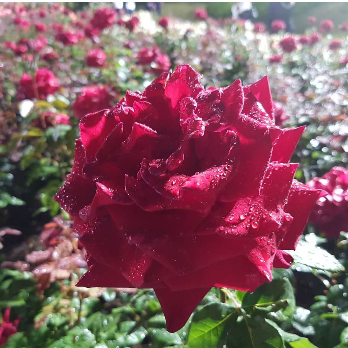 울산대공원 장미축제