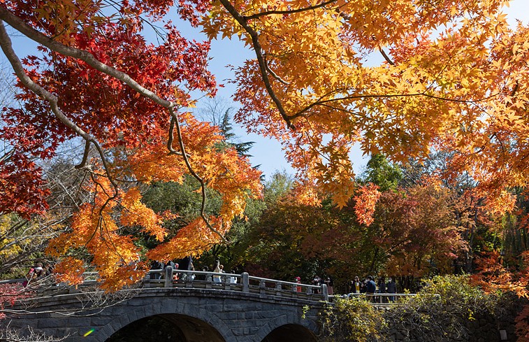 [국내가을여행지추천] 단풍명소 - 경북 가을 여행지 추천 경주 불국사