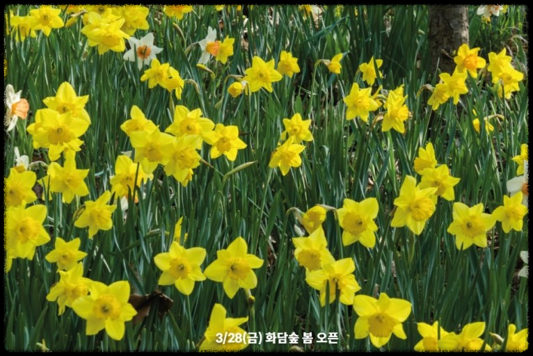 화담숲 데이트 - 벚꽃 아래서 힐링 여행!