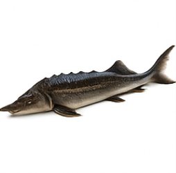 콘드로이친1200mg