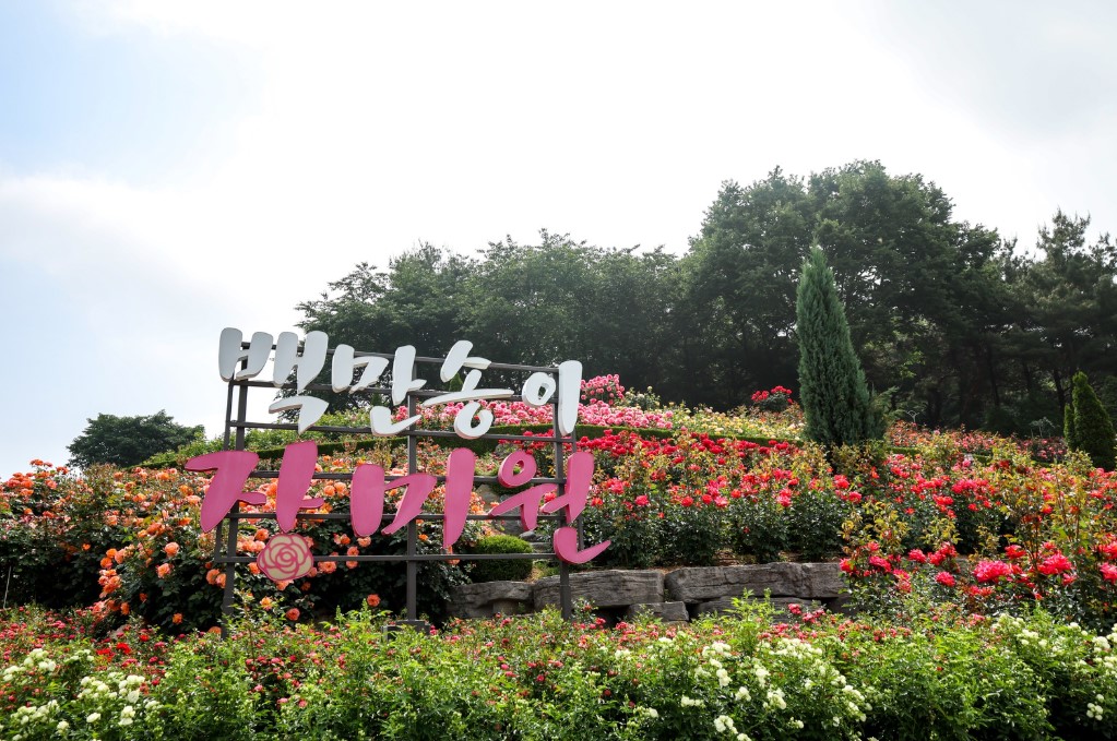 부천 백만송이 장미원 장미축제