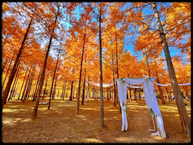 세종 베어트리 파크 단풍축제: 가이드 및 추천 코스